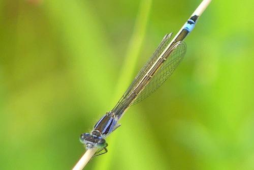 Réf. 285 424 : Ischnura elegans